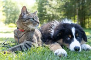 Perceptive Pets